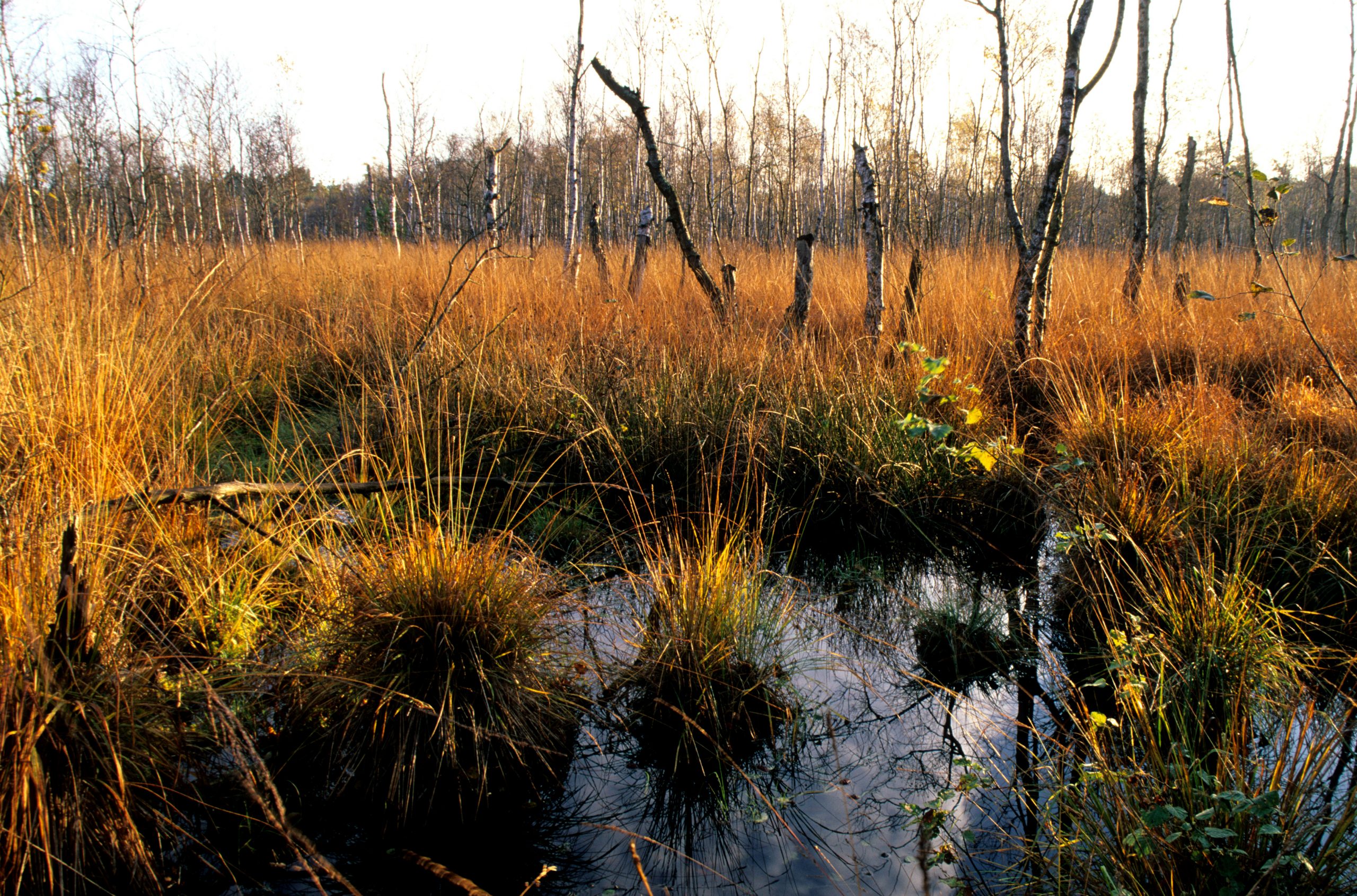 Hochmoor Was ist das? Schweriner Natuheilblog